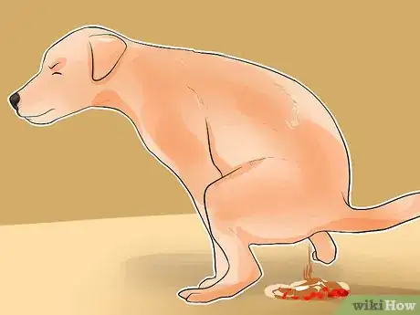 Imagen titulada Diagnose Whipworms in Dogs Step 1