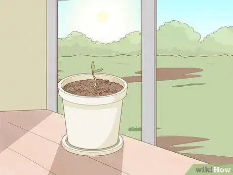 Imagen titulada Plant Date Seeds Step 15