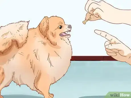 Imagen titulada Take Care of a Pomeranian Step 6