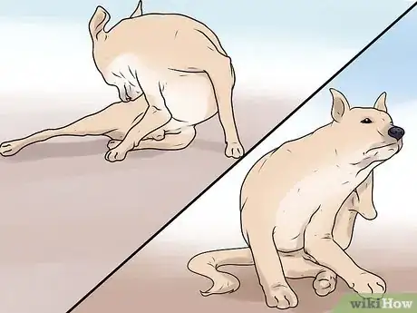 Imagen titulada Identify Mange on Dogs Step 1