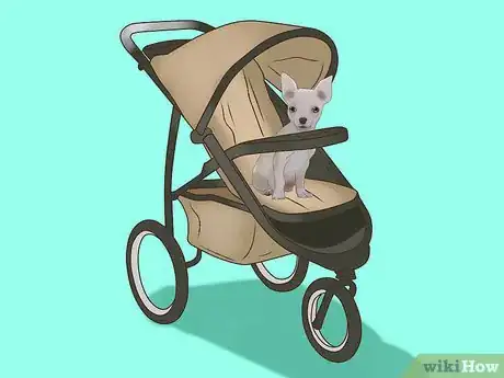 Imagen titulada Spoil a Chihuahua Step 12