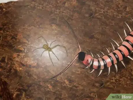 Imagen titulada Care for a Centipede Step 8