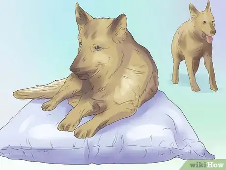 Imagen titulada Remove Ear Mites from a Dog Step 5