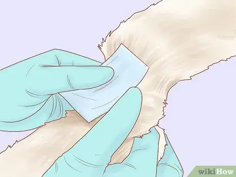 Imagen titulada Diagnose and Treat Stud Tail in Cats Step 7