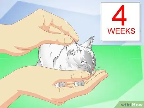 Imagen titulada Get Your Kitten to Eat Step 2
