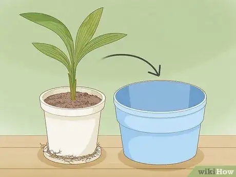 Imagen titulada Plant Date Seeds Step 17