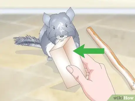 Imagen titulada Care for Chinchillas Step 17