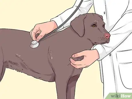Imagen titulada Breed Labradors Step 2
