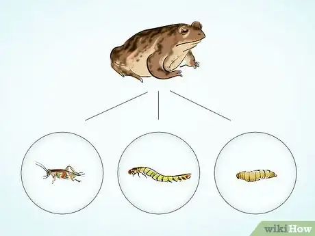 Imagen titulada Care for a Toad Step 9