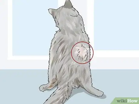 Imagen titulada Diagnose and Treat Benign Tumors in Cats Step 2