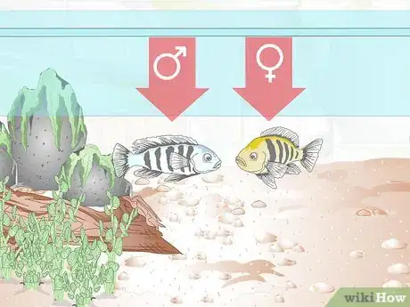 Imagen titulada Breed Malawi Cichlids Step 5