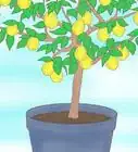 plantar una semilla de limón