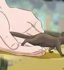 criar a una ardilla bebé