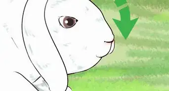 atrapar a un conejo doméstico