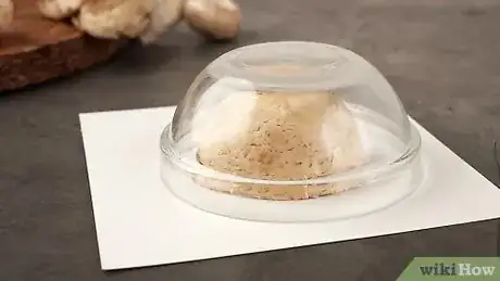 Imagen titulada Make a Mushroom Spore Print Step 4