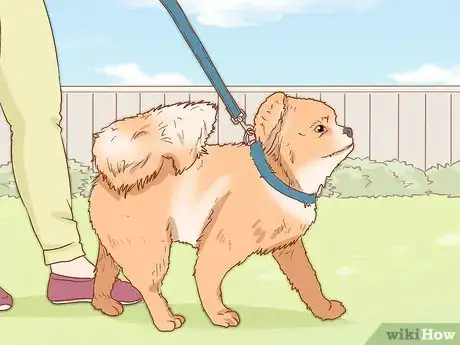 Imagen titulada Take Care of a Pomeranian Step 7