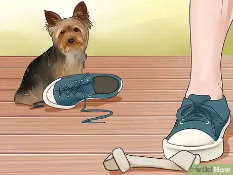 Imagen titulada Train a Yorkie Step 6