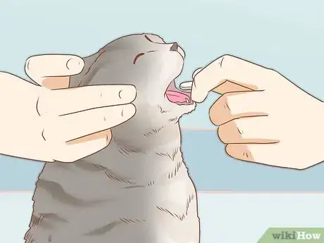 Imagen titulada Diagnose and Treat Rodent Ulcers in Cats Step 6