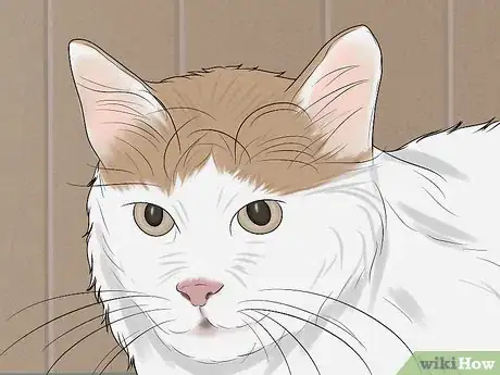 Imagen titulada Identify a Turkish Van Step 2