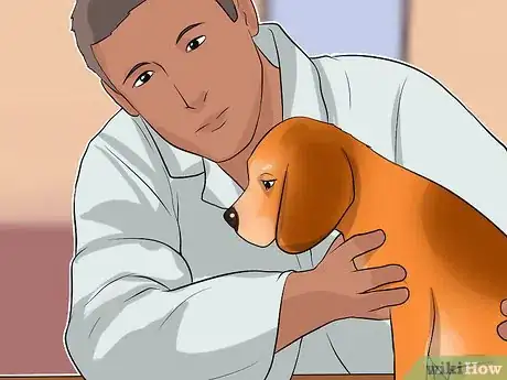 Imagen titulada Diagnose Whipworms in Dogs Step 3