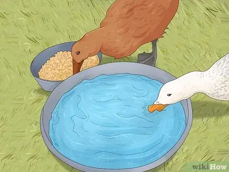 Imagen titulada Train Ducks Step 2