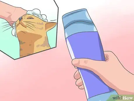 Imagen titulada Recognize and Treat Ringworm in Cats Step 12