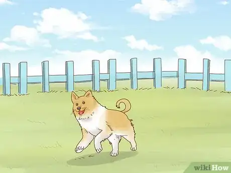 Imagen titulada Care for a Border Collie Step 11