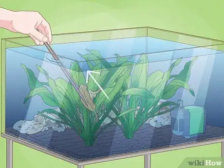 Imagen titulada Plant an Amazon Sword Plant Step 8