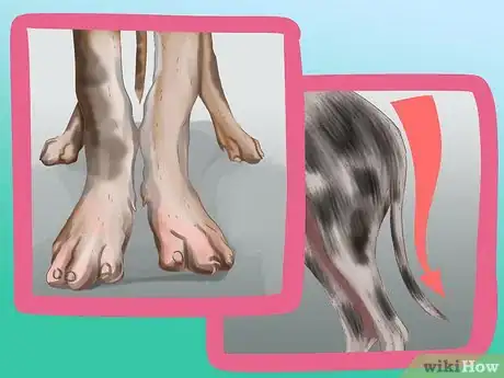 Imagen titulada Identify a Great Dane Step 5
