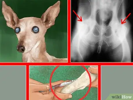 Imagen titulada Care for an Italian Greyhound Step 7