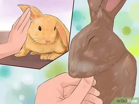 Imagen titulada Play With Your Rabbit Step 8