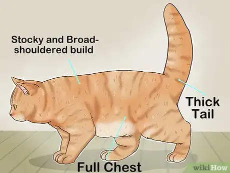 Imagen titulada Identify a British Shorthair Cat Step 2