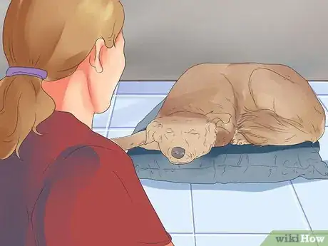 Imagen titulada Give a Dog a Rabies Shot at Home Step 17