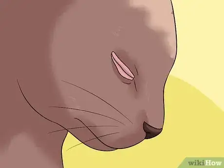 Imagen titulada Diagnose Eyelid Conditions in Cats Step 9