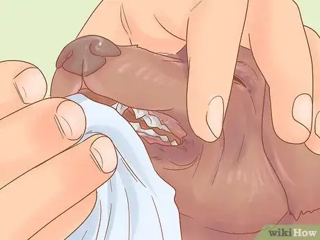Imagen titulada Care for a Dog After It Has Just Vomited Step 14