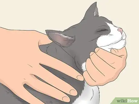 Imagen titulada Know if Your Cat Is Still a Kitten Step 1