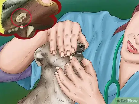 Imagen titulada Feed Picky Chihuahuas Step 2