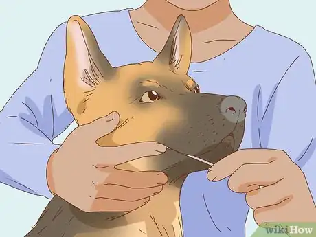 Imagen titulada Identify a German Shepherd Step 17