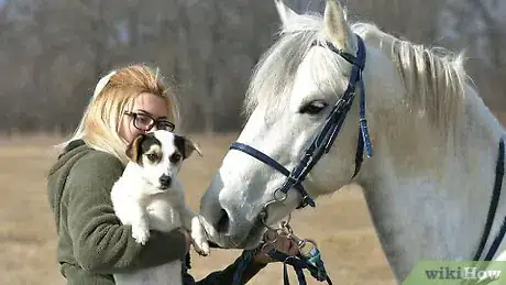 Imagen titulada Get Your Horse to Trust You Step 8