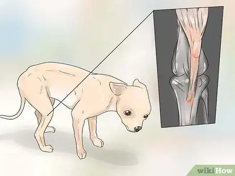 Imagen titulada Care for Your Chihuahua Step 21