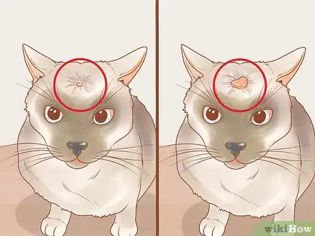 Imagen titulada Recognize Skin Cancer in Cats Step 5
