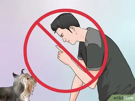 Imagen titulada Train a Yorkie Step 5