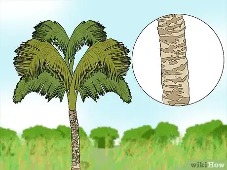 Imagen titulada Climb a Palm Tree Step 3