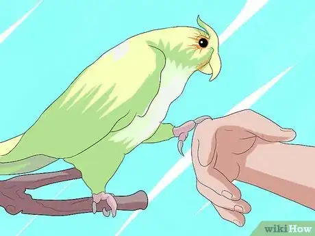 Imagen titulada Take Care of a Cockatiel Step 8