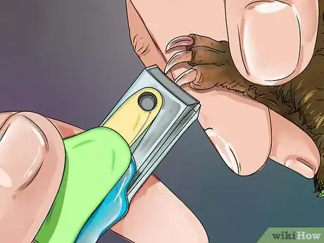 Imagen titulada Cut Guinea Pig Claws Step 14