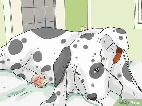 Imagen titulada Care for a Dalmatian Step 10