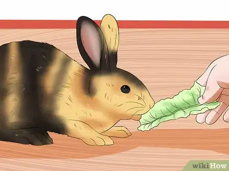 Imagen titulada Treat Digestive Problems in Rabbits Step 16