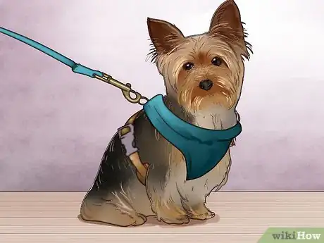 Imagen titulada Train a Yorkie Step 2