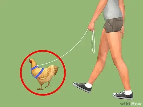 Imagen titulada Care for a Chicken in an Apartment Step 10
