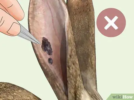 Imagen titulada Get Rid of Mites on Rabbits Step 4